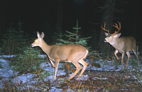 The blacktail rut