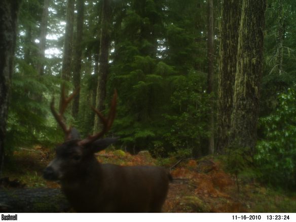 Oregon blacktail deer trail camera picture