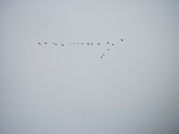 Geese were flying.  Should have brought the sky cannon.