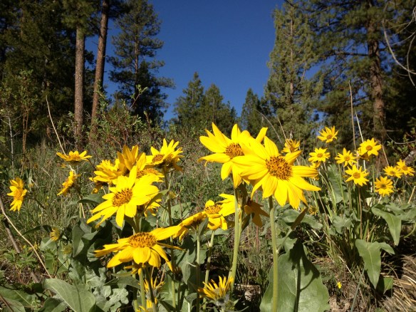 Spring in full blossom